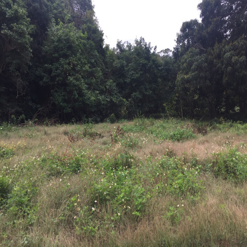 Vente Terrains en Guadeloupe avec Les agences [X]