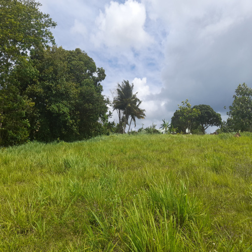 Vente Terrains en Guadeloupe avec Les agences [X]