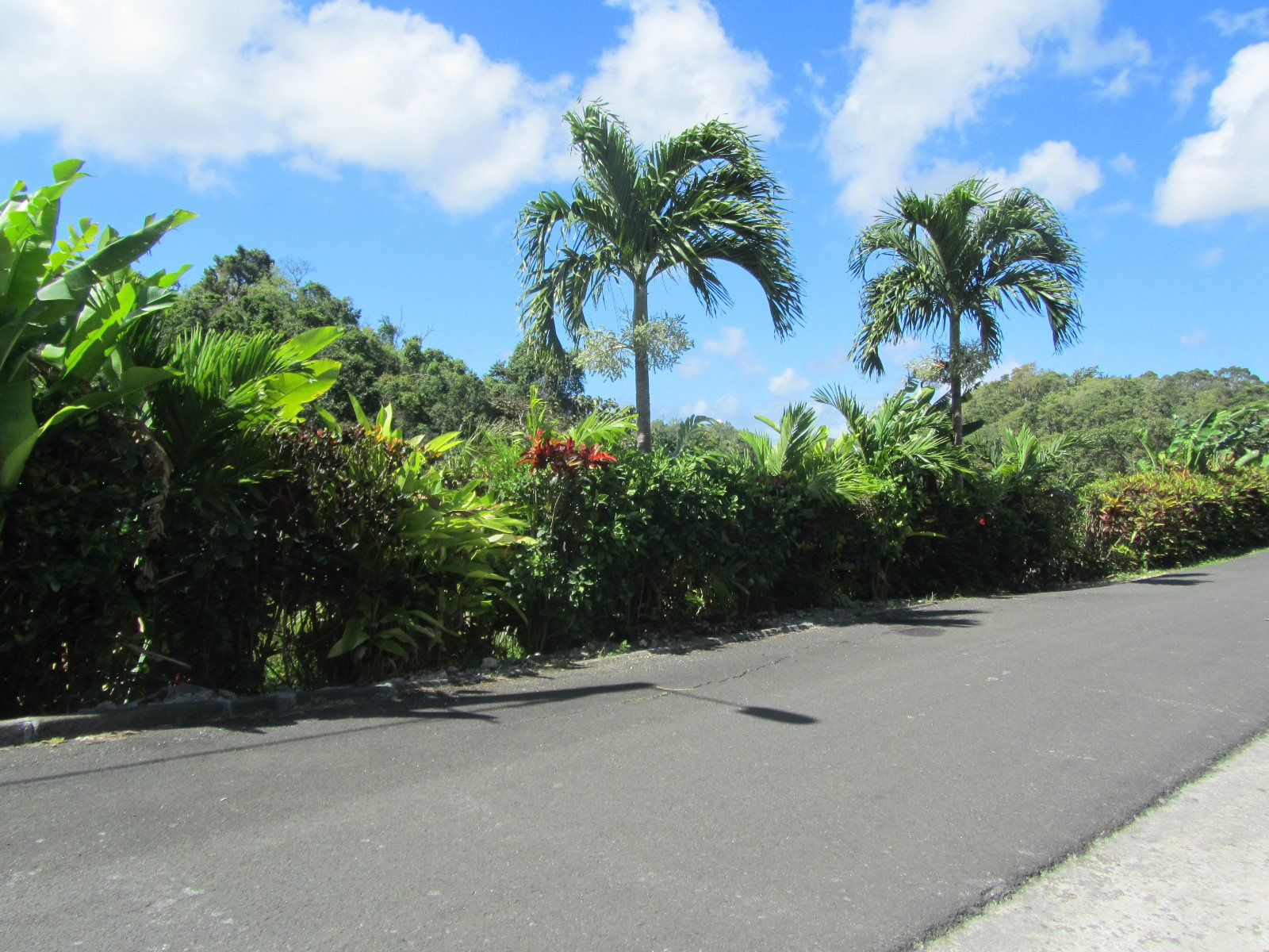 terrain Morneàl'Eau A VENDRE GUADELOUPE A MORNE A L'EAU TERRAIN A BATTIR DE 600m2 VIABILLISE