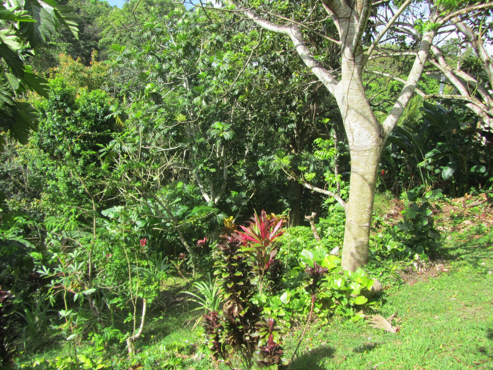 terrain Morneàl'Eau A VENDRE GUADELOUPE A MORNE A L'EAU TERRAIN A BATTIR DE 600m2 VIABILLISE